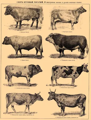 Бестужевская мясо-молочная порода коров