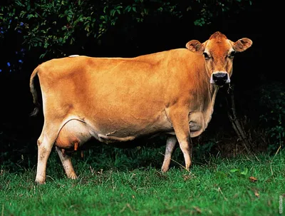 Швицкая порода коров — АгроXXI