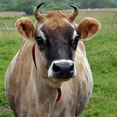 Эксперты «ВиЖ» составили топ-5 пород коров по объемам надоев молока |  Ветеринария и жизнь