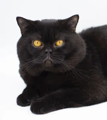 Чёрный наглый кот британец» — создано в Шедевруме