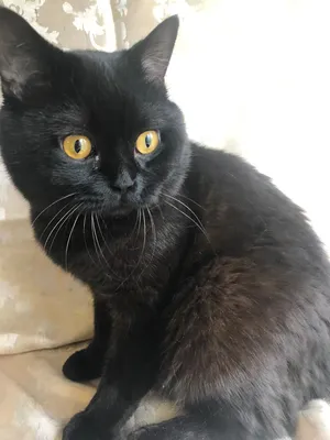 Мой кот, британец чёрный пухлый с…» — создано в Шедевруме