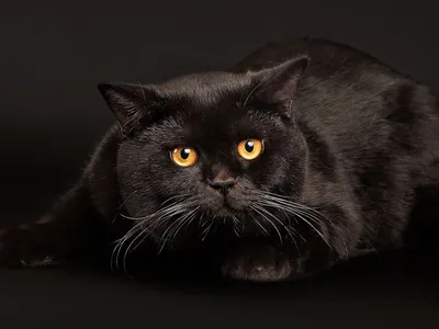 Кот британец черный с оранжевыми …» — создано в Шедевруме