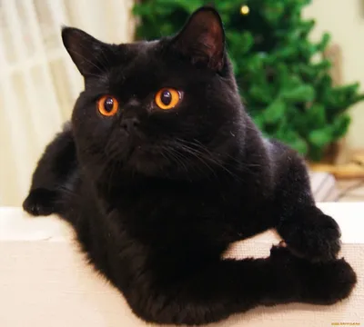 Толстый черный кот - 58 фото