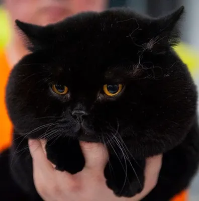 Чёрный кот британец, с жёлтыми …» — создано в Шедевруме