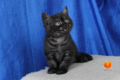 Черный британский кот: фото окраса