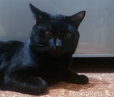 Забавный черный кот Красивый пушистый британец с желтыми глазами Стоковое  Изображение - изображение насчитывающей лож, ангстрома: 161002779