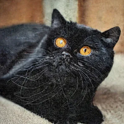 Пропала кошка в Краснозатонском: Британец Бейсик, 6 лет, чёрный, 17-я линия  10. | Pet911.ru