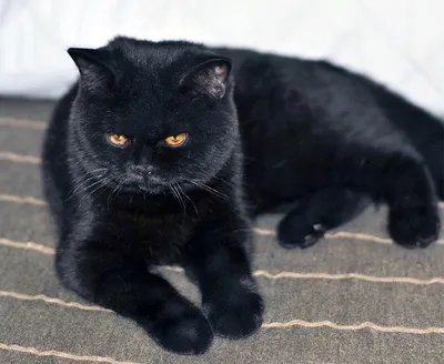 Британский котенок-черного окраса – купить с рук, город Санкт-Петербург