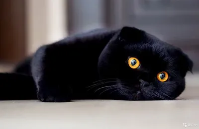 Красивый черный кот британец» — создано в Шедевруме
