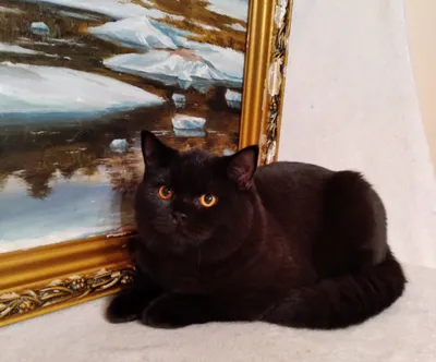 Забавный черный кот Красивый пушистый британец с желтыми глазами Стоковое  Изображение - изображение насчитывающей изолировано, меховой: 161002721