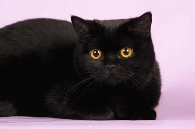 Кот британец черный с желтыми …» — создано в Шедевруме