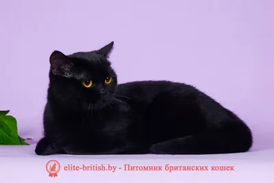 https://www.olx.ua/d/obyavlenie/chernyy-britanskiy-kotenok-IDUcwPb.html