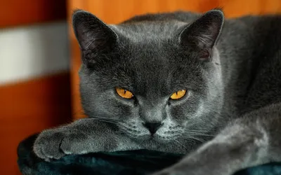 Черный шотландский вислоухий кот - 75 фото