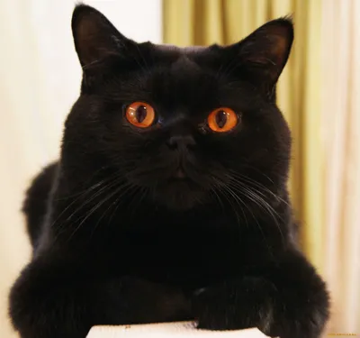 Продажа короткошерстного черного британского кота, цена. Чистокровный  британец