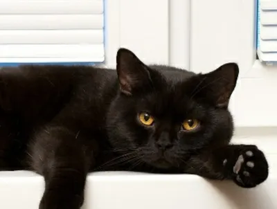 черный, пушистый, британский кот Stock Photo | Adobe Stock