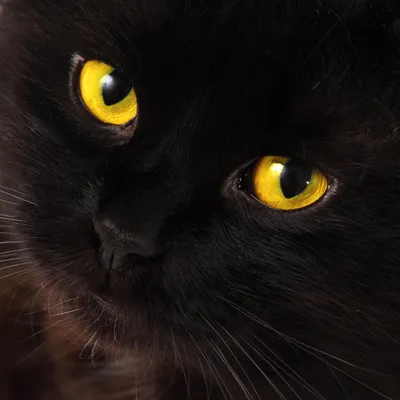 Скачать обои кот, взгляд, британский, окрас, черный кот разрешение  1920x1200 #35188