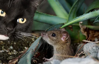 Кот и мышь стоковое изображение. изображение насчитывающей глубина -  11073981