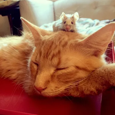 Оранжевый кот лежит в раковине и обнимает игрушечную мышь Stock Photo |  Adobe Stock