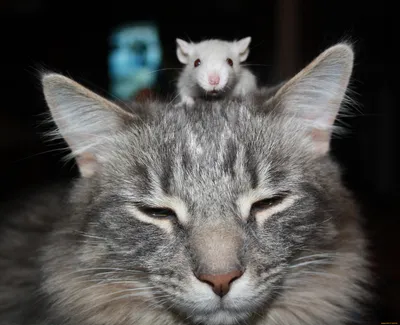 Кошка и мышка - картинки и фото koshka.top