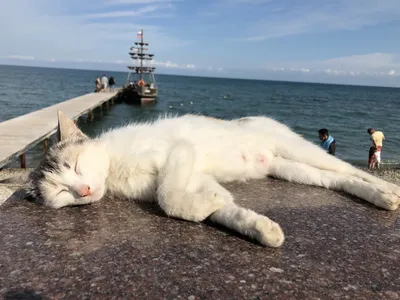 Кот на пляже около моря» — создано в Шедевруме