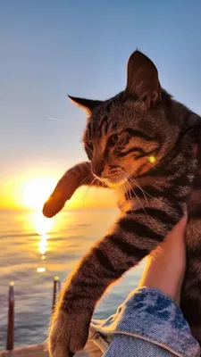 Рыжий кот, Чёрное море | Пикабу