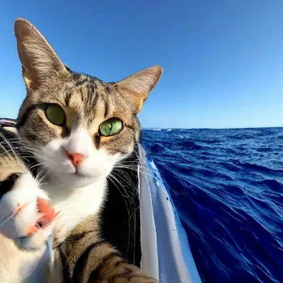Кот у моря - 70 фото
