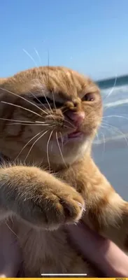 Кот делает Selfie перемещаясь на море Стоковое Фото - изображение  насчитывающей праздник, ангстрома: 191494286