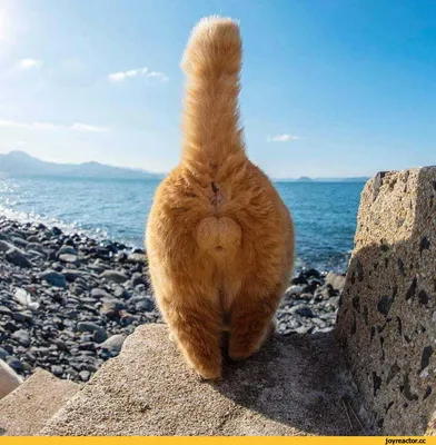 доброеутро #кот #загорает #отдыхает #кошка #море #радость #коты  #котыспасутмир #лайк #подписка | Instagram