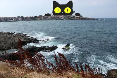 Обои на рабочий стол Черно-белая кошка у моря, by okiochan, обои для  рабочего стола, скачать обои, обои бесплатно