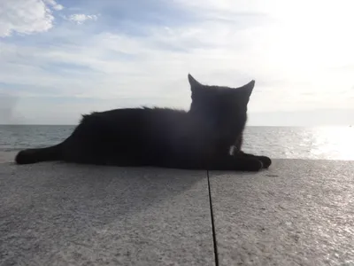 Кот в первый раз сходил на пляж — его реакция рассмешила Сеть | Питомцы  Mail.ru | Дзен