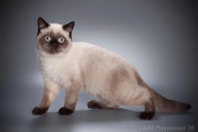 Чистокровный кот наполеон, коротконогий кот, длинношерстный кот, живое  существо синий белый высокая Земляной котенок живой мандзикан кошка М24