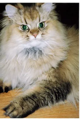 Чистокровный кот наполеон, коротконогий кот, длинношерстный кот, живое  существо синий белый высокая Земляной котенок живой мандзикан кошка М24