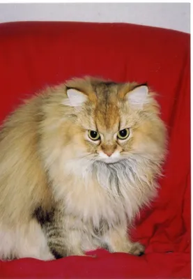 Коты снупи: какая это порода и причины их популярности
