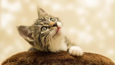 Фотографии кошек, фотографии с выставок - Тэбби - Наполеон Джей | Клуб  элитных кошек