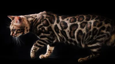 Бенгальская кошка пятнистого серебряного окраса | Silver bengal cat, Bengal  cat, Cats