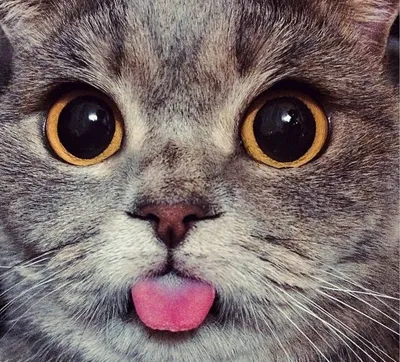 Просто кот,который показывает язык. | Пикабу