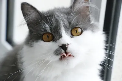 Кот показывает язык как гений …» — создано в Шедевруме