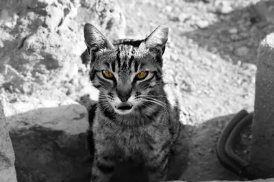 Толстый, вредный кот, показывает язык» — создано в Шедевруме