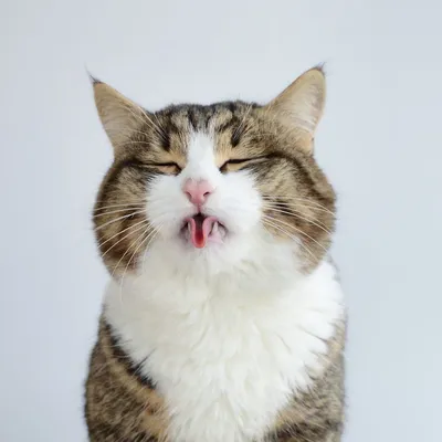 Почему кот показывает язык? | Мир домашних животных | Дзен