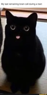 Котик с языком - 72 фото