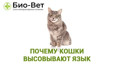 Кот показывает язык. стоковое фото. изображение насчитывающей млекопитающие  - 31040236
