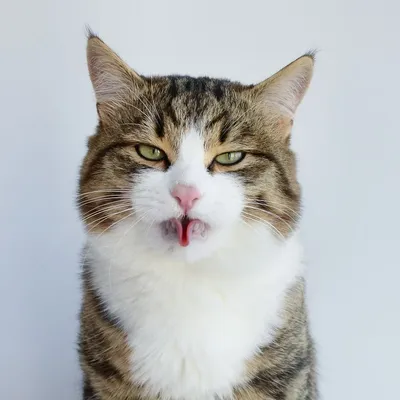 Почему коты прикусывают язык ? Смешной кот показывает язык. | Чёрный кот  Сэм ♥ | Дзен