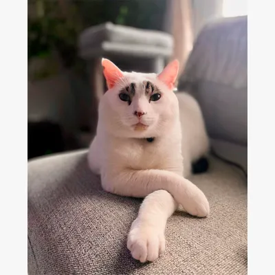 Кот с необычным окрасом — Сквид с «бровями» — влюбил в себя пользователей  соцсетей - Афиша Daily