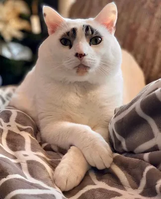 Кот с необычными бровями стал новым кумиром интернета: посмотрите на его  милые фото | Super.ru | Дзен