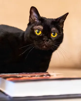 Чёрный кот со светлыми бровями