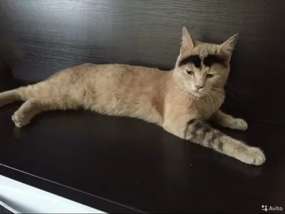 Кот с бровями | Пикабу
