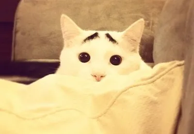 ФОТО: Кот со странными бровями очаровал интернет - Бублик