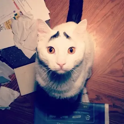 Необычный кот с эффектными «бровями» покорил сердца пользователей Сети