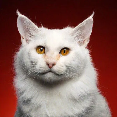 Пять самых известных котов интернета » uCrazy.ru - Источник Хорошего  Настроения