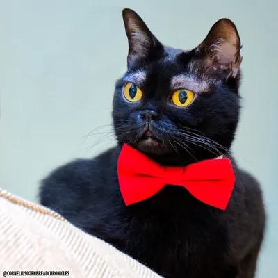 В Сети нашли черного кота с белыми бровями (фото) - Питомцы Mail.ru